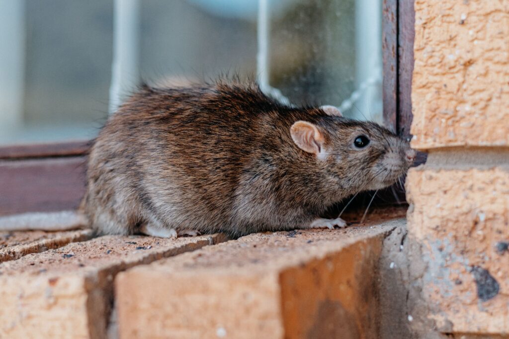 deratisation combien de temps meurt rat souris