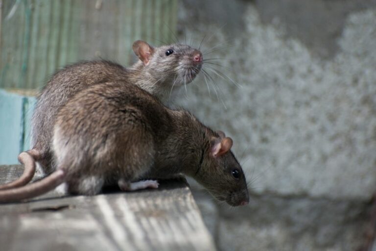 Rats, souris à paris, infestation rongeurs paris