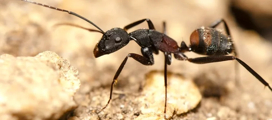 différentes espèces de fourmis , différents types de fourmis , fourmis en france , fourmis paris , stop nuisibles paris