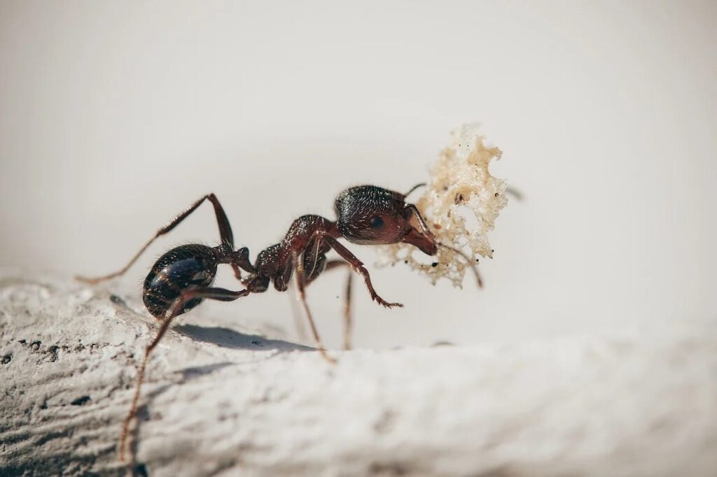 fourmis paris , fourmis 92 , fourmis 91 , fourmis 94 , traitement fourmis paris , intervention fourmis paris , societe fourmis paris , anti fourmis, societe fourmis