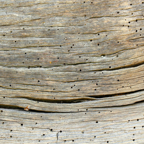 3444724__insectes_xylophages