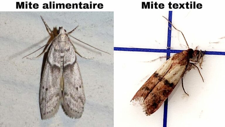 entreprise mites paris, traitement mites paris, entreprise mite paris, traitement mite paris, mites textile, deratisation paris, desinsectisation mites paris, mites textile intervention, mites alimentaire traitement, traitement mite paris , extermination mite paris, mite de vêtement, mite alimentaire