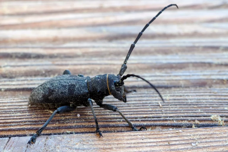 traitement capricorne , traitement xylophage , intervention xylophage paris