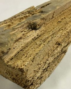 degat-sur-bois-capricorne-vrillette-240x300