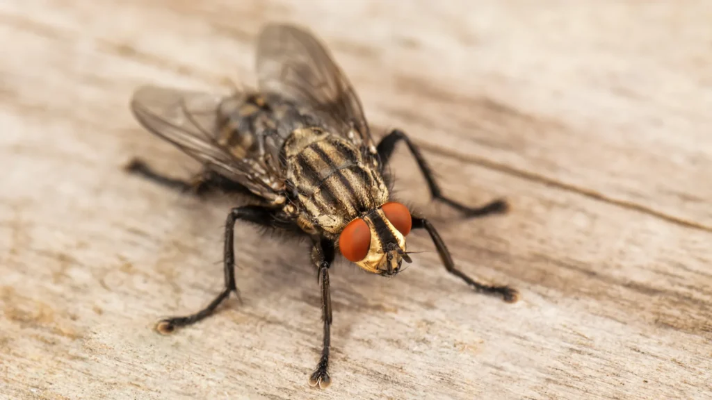 mouche paris, mouches paris, extermination mouche paris, extermination mouches paris, extermination mouche 92, moucheron , moucherons, traitement moucherons paris, traitement moucherons 92, intervention mouche paris, intervention mouche 92