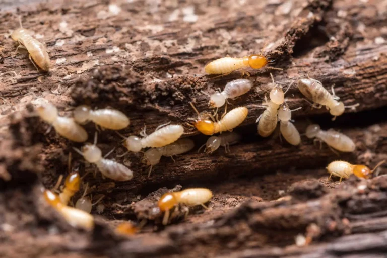 termites , mites du bois , traitement mites du bois, deratisation , traitement mites paris, mites bois