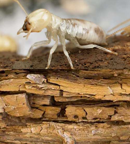 termites , mites du bois , traitement mites du bois, deratisation , traitement mites paris