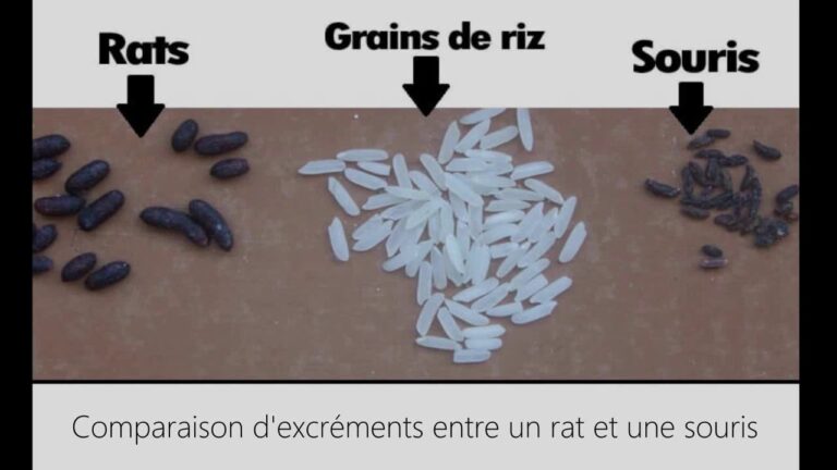 crotte de rat, crotte de souris, reconnaitre une crotte de rat, reconnaitre une crotte de souris, différencier crotte de rat souris, rat, deratisation, excrement de rat, excrement de souris