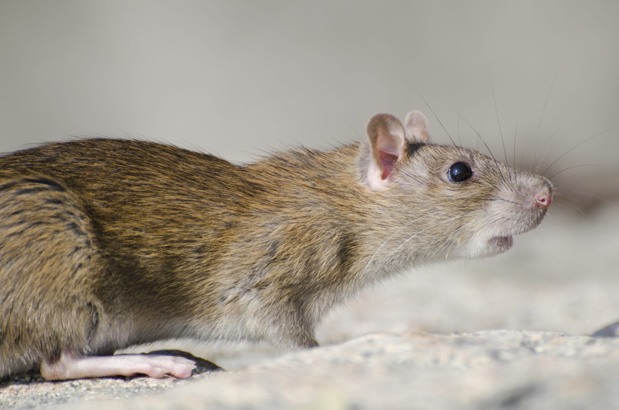 Souris dans les murs comment les repérer, s’en débarrasser et éviter — free download