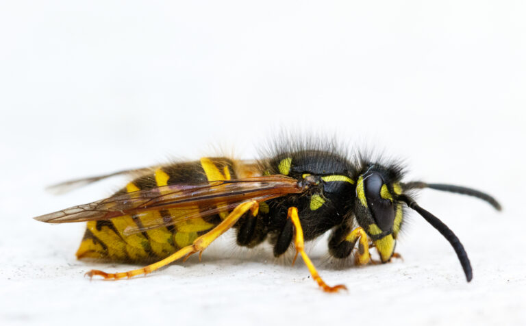 An isolated macro shot of a paper wasp on a white background