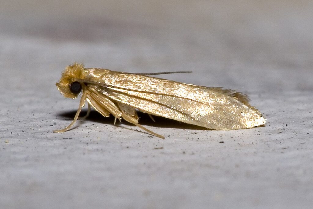 Mites Vêtements