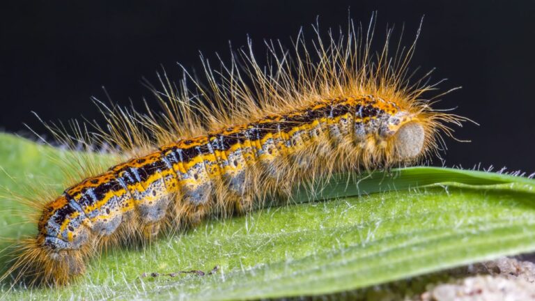 chenille processionnaire , deratisation paris, cafard paris , deratisation paris