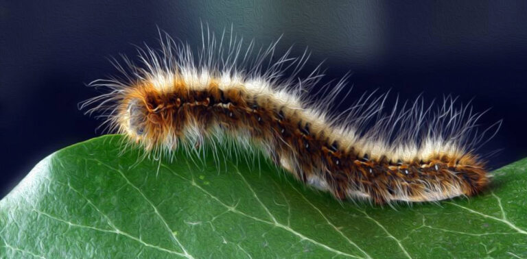 traitement chenilles processionnaire , chenille , traitement chenille, intervention chenille, elimination chenille