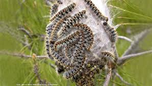 intervention anti chenilles , chenilles processionaire paris, traitement chenilles processionnaire île de france , elimination chenilles processionaires